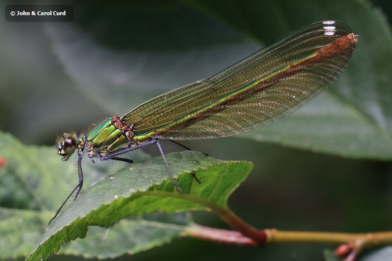 IMG_1654 Calopteryx xanthostoma female.JPG